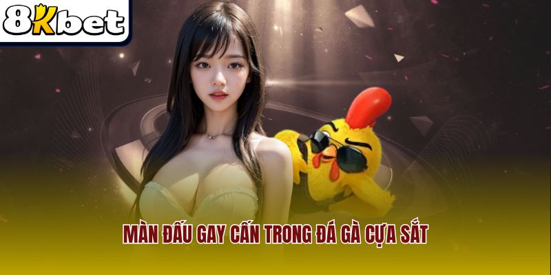 Màn đấu gay cấn trong đá gà cựa sắt